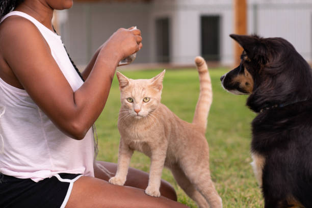 istock Unrecognizable woman feeding animals. 1346157918