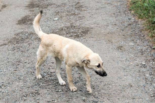istock Lonely stray dog of indeterminate breed. 1346158091