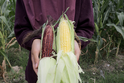 Close-up on freshly harvested purple and yellow corn.