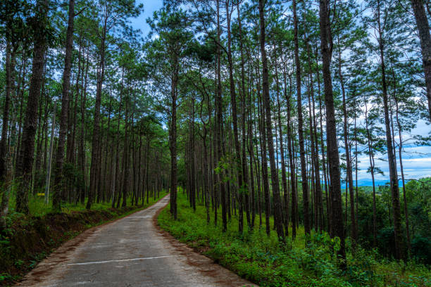 istock Beautiful larch forest with different trees,pine forest green on the mountain on nature trail at Doi Bo Luang Forest Park, Chiang Mai, Thailand in the morning. 1346159464