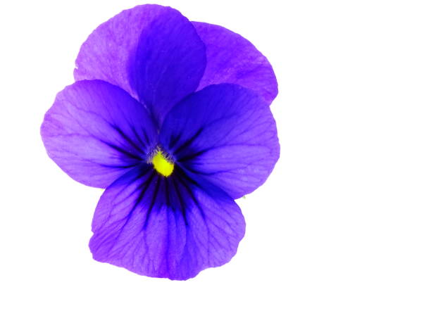 istock a close up of a violet viola (violaceae), isolated on a white background 1346159558