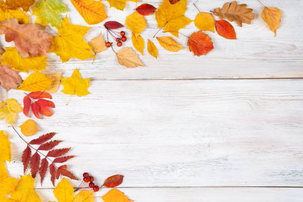 istock Autumn maple leaves on wooden table.Falling leaves natural background. 1346160811