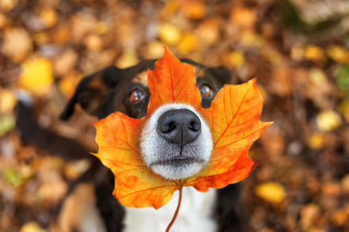 Dog with leaf on the nose sitting in leaves in autumn park, appenzeller sennenhund