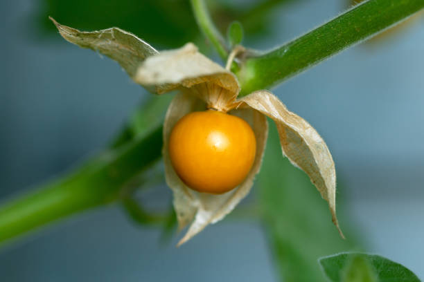 フィサリスまたはケープグースベリー、自然の背景を持つ庭の植物に桜の果実を挽く - winter cherry ストックフォトと画像