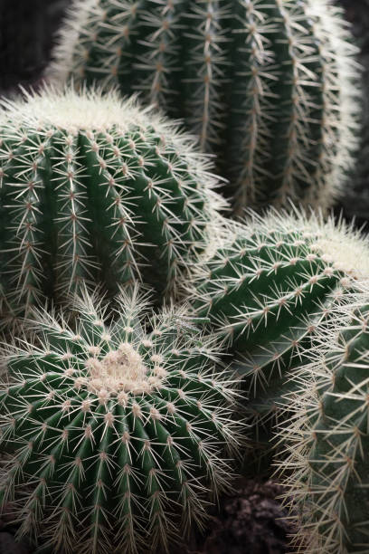 istock Cactus, echinocactus grusonii, golden barrel cactus 1346163961