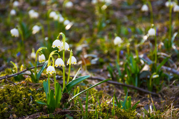 istock beautiful nature background in spring season 1346164110
