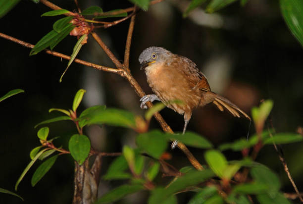 아쉬 헤드 웃음스러쉬 - jungle babbler 뉴스 사진 이미지