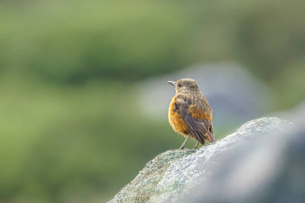 kap-felsendrossel; vogelbeobachtung im tafelberg - cape rock lobster stock-fotos und bilder