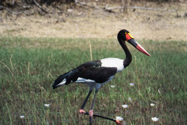 안장 청구 황새 - saddle billed stork 뉴스 사진 이미지