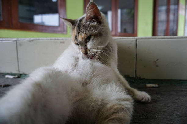 Cat licking body Bandung, Indonesian - October 3, 2021 : Cat licking body cat flea stock pictures, royalty-free photos & images