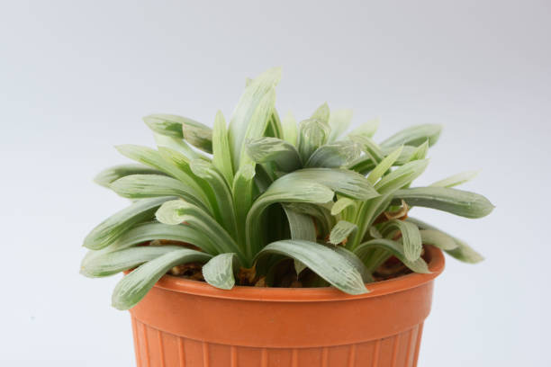 istock Haworthia cactus in flower pot 1346166505