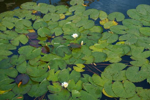 istock Closed bud and white flowers of Nymphaea alba in mid October 1346167598