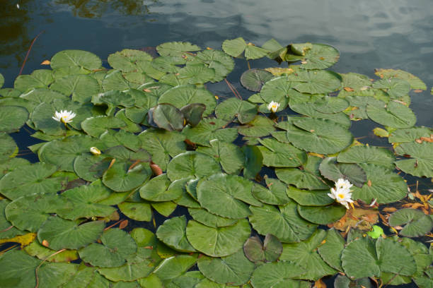 istock Nymphaea alba in full bloom in mid October 1346167698