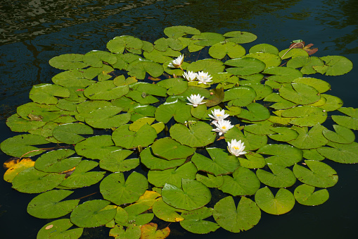 Pure white flowers of Nymphaea alba in August