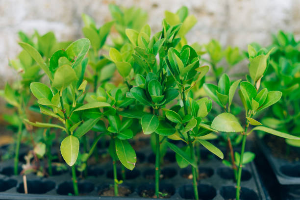 Small green baby plants or baby trees growing in multiple pot. stock photo