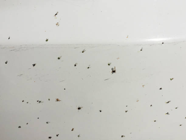 istock Dead insects and flies on the car 1346169209