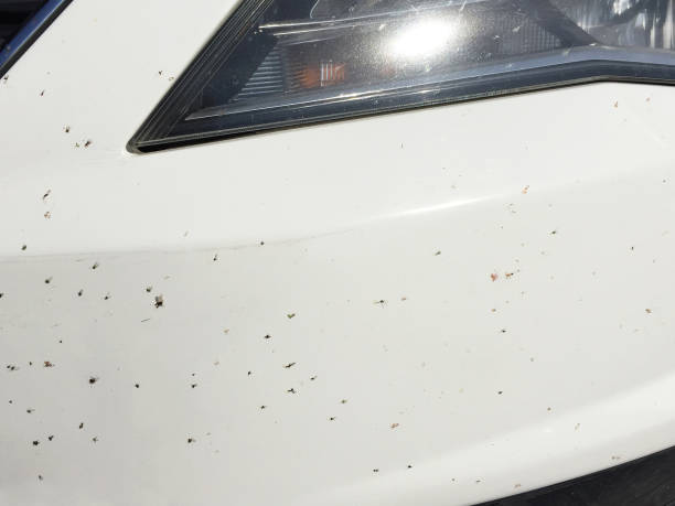 istock Dead insects and flies on the car 1346169227