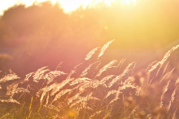 istock Steppe grass at sunset against a bright sky, background color due to lens flare 1346170179