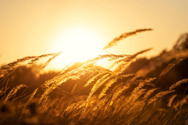 istock Steppe grass at sunset against a bright sky 1346170226