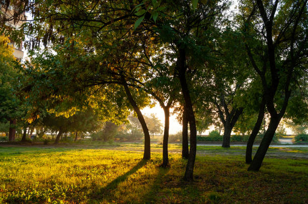 istock Morning autumn light in the park 1346170261