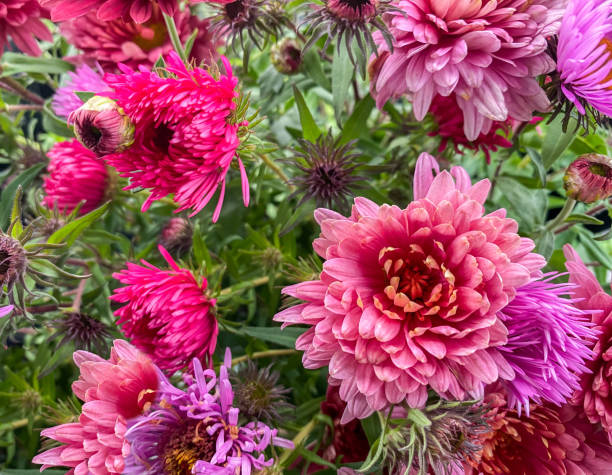 istock Beautiful bouquet of chrysanthemum (chrysanthemum x grandiflorum) 1346170310