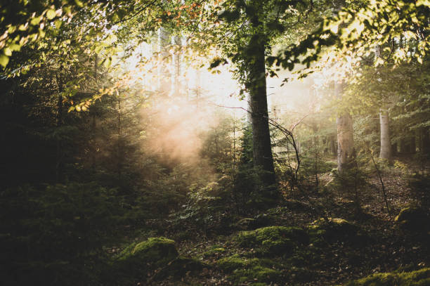 istock Mystic Trees with morning fog 1346172130