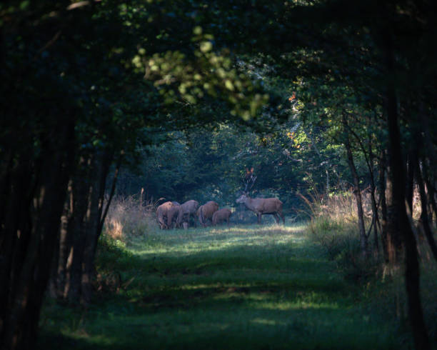 istock A group of red deer with stag and deer in a clearing 1346172169