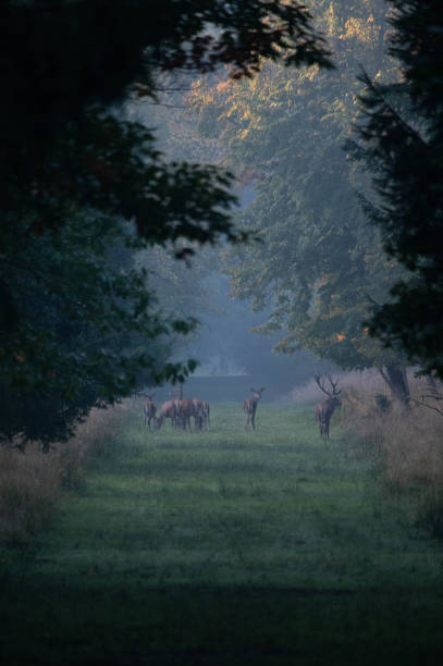istock A group of red deer with stag and deer in a clearing 1346172230
