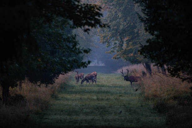 istock A group of red deer with stag and deer in a clearing 1346172232