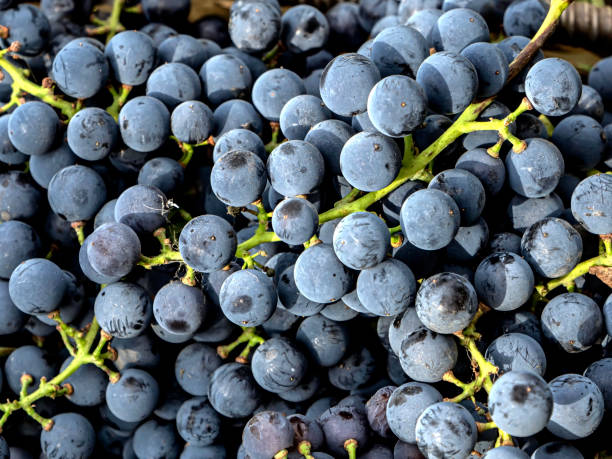 istock brush of fresh freshly harvested grapes, macro 1346172255