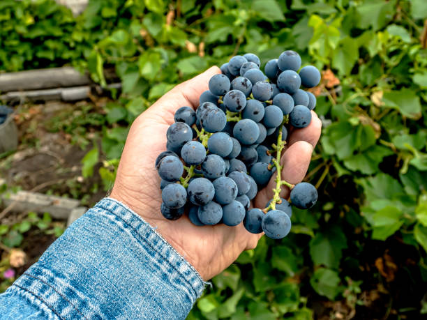 istock brush of grapes in a man's hand 1346172271