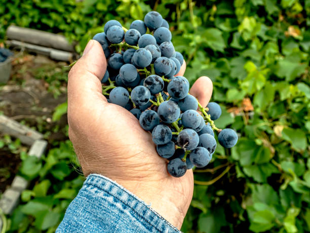 istock brush of grapes in a man's hand 1346172274