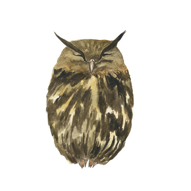 istock One sleeping eagle owl isolated on white background. Watercolor hand drawing illustration. Bird with brown and black feathers. Perfect for print. 1346172452