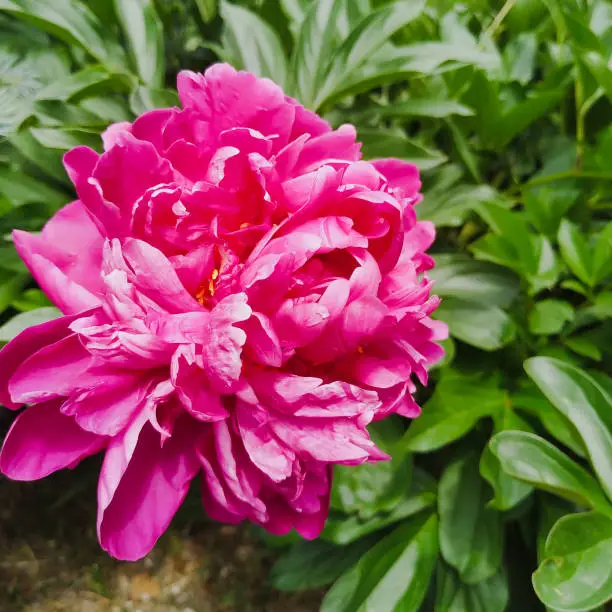 Photo of Large fuchsia garden peony. Square photo.