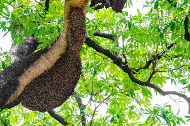 istock Honeybee swarm in nature 1346172838