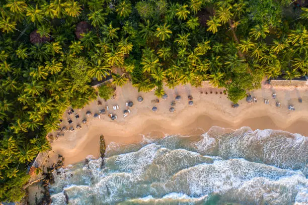 Aerial view of palm trees, Indian Oken coastline and bungalows. Island Sri Lanka