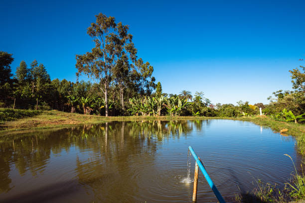 Water reserve for irrigation in a organic familiar farm. Daylight with blue sky and reflective water.
