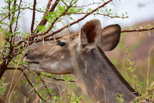 самка антилопы большого куду tragelaphus strepsiceros питается из дерева акации, национальный парк пиланесберг, южная африка - pilanesberg national park фотографии стоковые фото и изображения