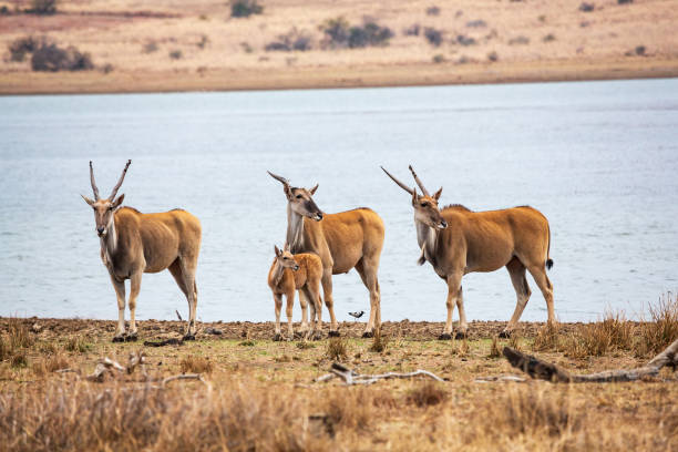 un grupo de antílopes comunes taurotragus oryx en la presa de mankwe, parque nacional pilanesberg, sudáfrica - eland fotografías e imágenes de stock