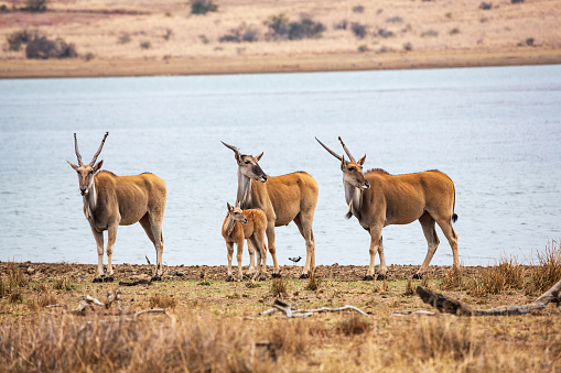 A group of common eland antilopes taurotragus oryx at Mankwe Dam, Pilanesberg National Park, North West Province, South Africa
