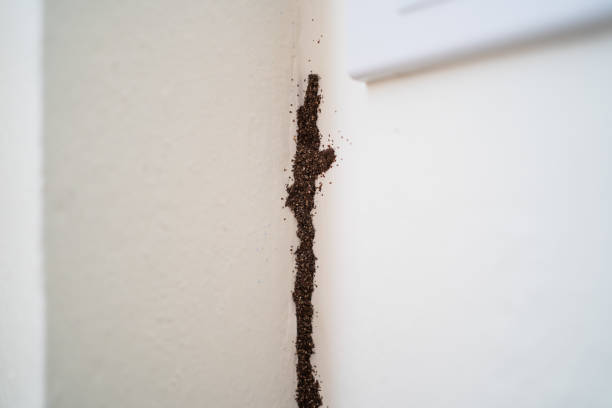 termita sobre muro de hormigón blanco - tree removing house damaged fotografías e imágenes de stock