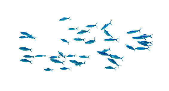 Shool de peces azules de rayas tropicales en el océano aislados sobre fondo blanco. Caesio Striata (Fusilero Estriado) nadando bajo el agua. photo