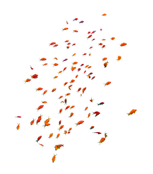 โรงเรียนปลา anthias (นกนางแอ่น seaperch) ใกล้โดดเดี่ยวบนพื้นหลังสีขาวทะเลแดงอียิปต์ - ปลากะรังจิ๋ว ปลาเขตร้อน ภาพสต็อก ภาพถ่ายและรูปภาพปลอดค่าลิขสิทธิ์