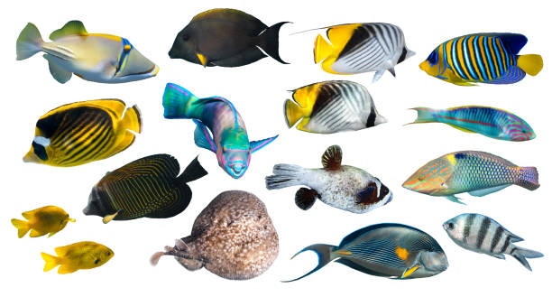 verschiedene arten von tropischen fischen (schmetterlingsfisch, papageienfisch, stachelrochen, picassofisch, doktorfisch) isoliert auf weißem hintergrund. - copperband butterflyfish stock-fotos und bilder