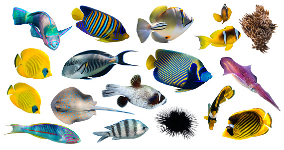 Different types of tropical fish (Butterflyfish, Parrotfish, Stingray, Picassofish, Surgeonfish) isolated on white background. Set of exotic coral fish, side view, cut out. Underwater diversity.