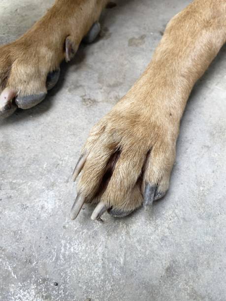 istock foot dog on cement floor 1346180738