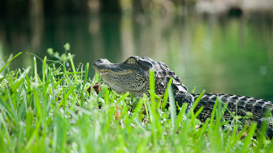 Close up of a young American alligator resting in the sun on the grass next to a body of water in Florida, USA