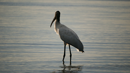 Adult wood stork on the beach with its legs in the ocean at sunset on Jekyll Island on the coast of Georgia, USA