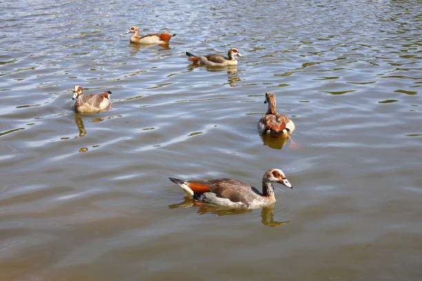 A group of Egyptian geese swimming in a group on a dam
