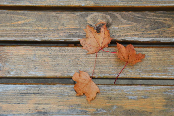 istock yellow maple leaves in autumn on a park bench. background for the design. 1346185912